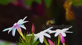 A busy blue banded bee makes a quick visit to some beautiful flowers in a park in Bangkok, Thailand.