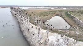 Dafeng National Nature Reserve in Yancheng, China