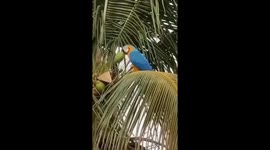 Beautiful bird feeding itself creatively on a palm tree