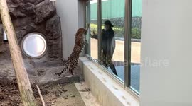 Leopard plays with zoo visitor in Japan