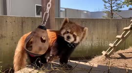 Hungry red panda tries to eat snack inside toy