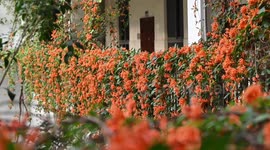 A University Teaching Building Encased in Blooming Pyrostegia Venusta In Nanning, China