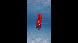 Sea slug dances through water with sun rays striking it