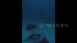 mantas feeding, spectacular congregation of manta rays filmed in vertical format Maldives north Ari atoll
