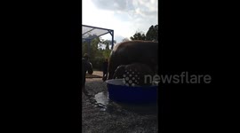 Elephants in Sanctuary Park on the national Elephant Day in Phuket, Thailand