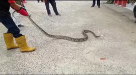 Dramatic, Firefighters Evacuate Pythons From Residents' Houses