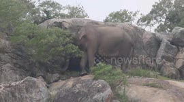 a wild elephant walking mid day on the hot rock to find the food