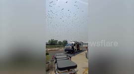 Cloud of bats soar through sky in Thailand