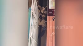Cat stuck in bizarre position rescued after climbing up shop's grilles