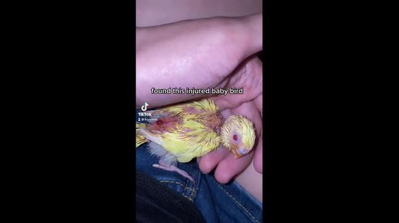 Woman shares heartwarming footage of her nursing injured parakeet chick back to health