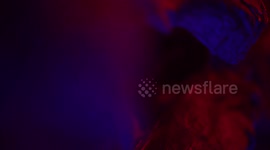 Entire T. rex skeleton to be auctioned in Europe for first time ever