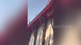 Bees form mesmerising 'defensive wave' in response to loud music at festival