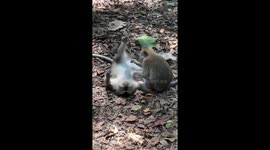 The macaque funny lies on its back and is taken care of by another monkey!