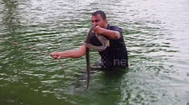 Brave rescuers dive into reservoir to save venomous cobra and three rat snakes