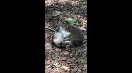 Macaque spa: Watch as this monkey completely relaxes as mate grooms him