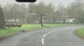 Hundreds of deer hold up drivers whilst galloping across snowy road in Sea Palling, Norfolk