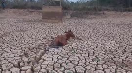 Fugitive cow found half-buried in parched field in Thailand