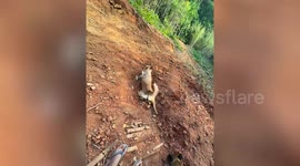 Pet dog slides down steep mountain slope in clever hiking hack