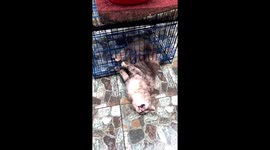 Funny cat tries to get out of cage and gets stuck in bars while mum is moping floor