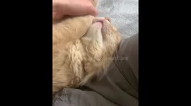 Panic Attack Over Sleeping Cat! The cat is very fast asleep!