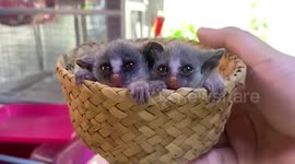 Amazingly adorable newborn bush babies nestle next to each other in tiny basket