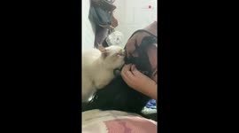 'Ah, the joys of pet ownership' - Crazy cat & owner 'fight like gladiators' at 3 AM over latter's hair