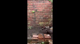 'Now that's a first!' - Adorable Cocker Spaniel puppy delightfully sees snow for the first time