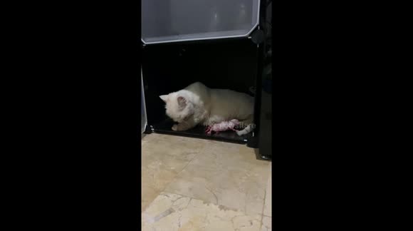 Heartwarming Persian Cat Gave Birth To 4 Kittens in 2 Places