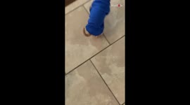 Tiny dog learns the meaning of struggle after losing his way in an oversized hoodie