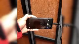 Resident contacts city office for emergency kitten rescue in East Jakarta