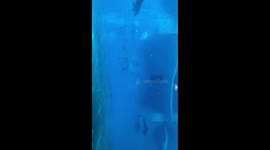 Dolphins at the Baltimore national aquarium swimming