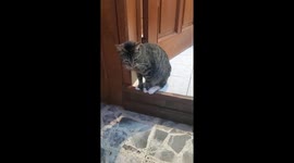 Adopted Cat Named Habibi Sits Like a Human | Hilarious Video!