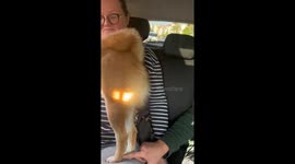 Meet Mikki: The Shiba Inu Dog with Hilarious Moves in Antalya, Turkey