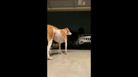 Heartwarming Moment as Sick Dog Daisy Greets Father in USA