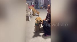 Animal rescuers remove can stuck in pet dog's mouth