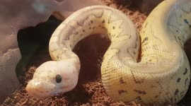 Royal Python Snake was a small species of snake and was moving around