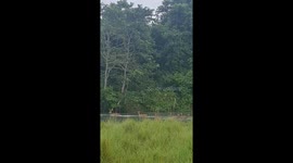Rare sighting captures stealthy Bengal tiger ambushing deer family