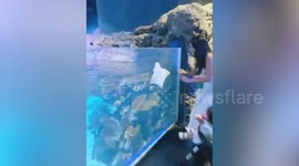 Fascinated woman plays with stingray like it is a baby