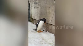 Greedy penguin tries to swallow large chunk of ice at zoo