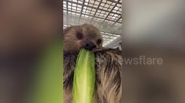Sloth slowly munches on lettuce leaves in enclosure at zoo in Japan