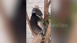 Adorable koala falls asleep with leaf in its mouth in Japan