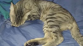 Meu gatinho tomando aquele velho banho de gato, muito fofo meu gatinho lindo