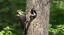 'Nature is stunning!' - Breathtaking video of a Pileated Woodpecker feeding her chicks