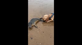 Pet owner and curious cockapoo encounter seal pup washed up on beach in Yorkshire