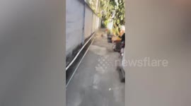 Fast monitor lizard scurries as it was chased away by resident