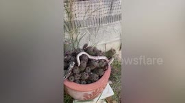 Snake slithers on prickly cactus and ends up being stuck