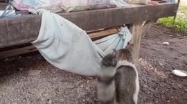Stray cat jumps inside resident's hammock to sleep