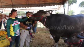 Loving pet buffalo cuddles up with owner like a puppy