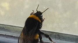 Big Bee Buzzing loud as it came flying in the window this morning