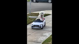 Dog drives car for the first time and hilariously goes off track!